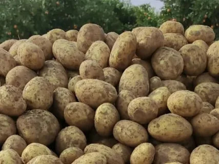 سیب زمینی زنجان خوش طعم و طبیعی